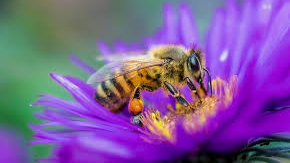 Buzz's honey hiveのバナー