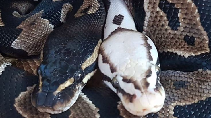 Snek loversのバナー