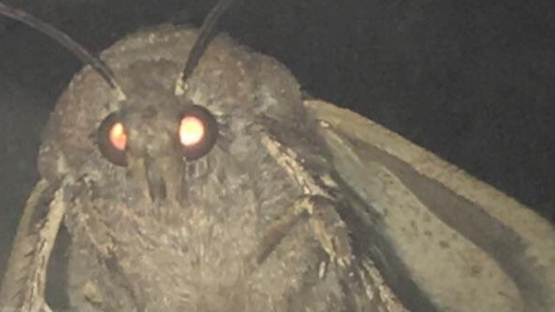 cult of moth