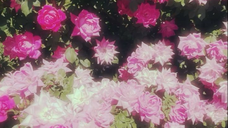 Como la flor enjoyersのバナー