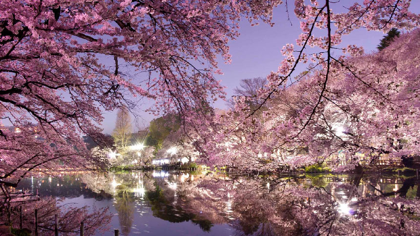 BLOSSOM TREEのバナー