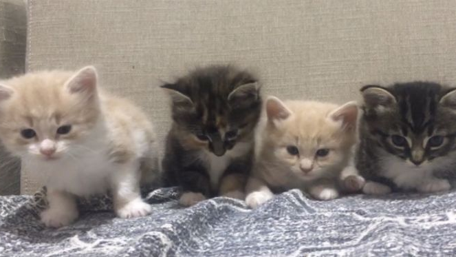 breath's kittensのバナー