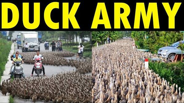DUCK ARMYのバナー