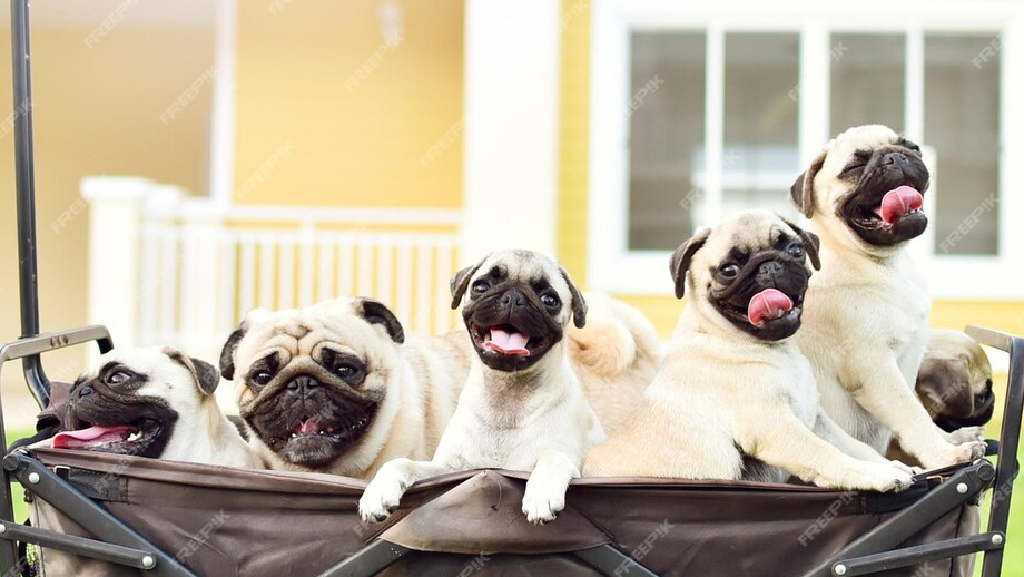 pup Squad