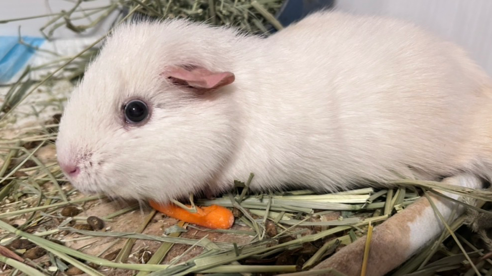 Pebblesのバナー