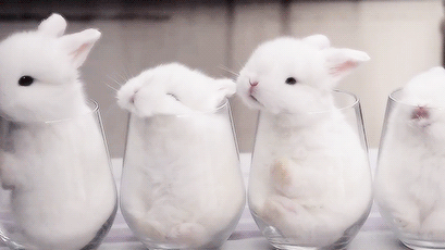 Littlebunny