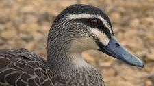 Duck Duck Grey Duckのバナー