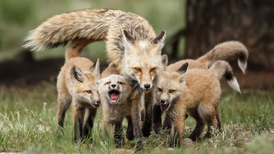 Loving Fox Family