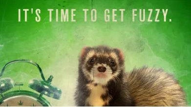 Ferret stonersのバナー