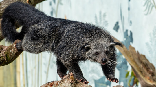 BINTURONGS YAYのバナー