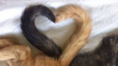 Cuddles plsのバナー
