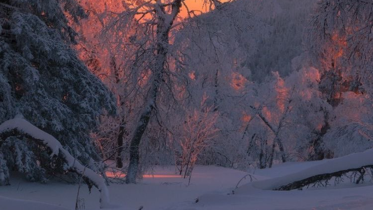 Snow's Forest Dwellers