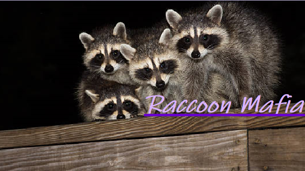 Raccoon Mafia