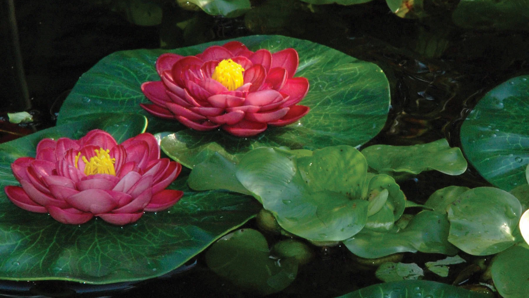 Liquid Lotus