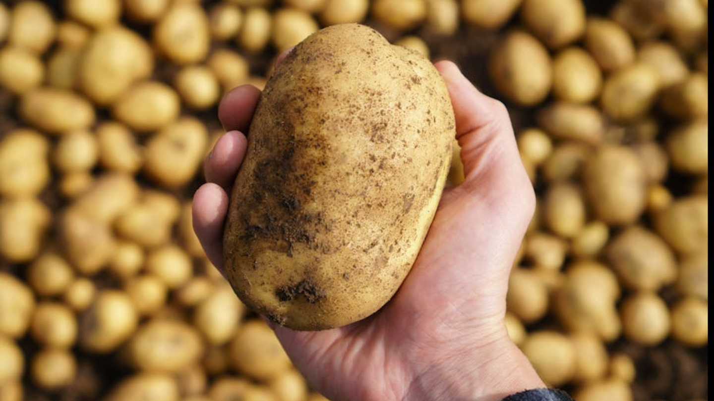 Potatoersのバナー
