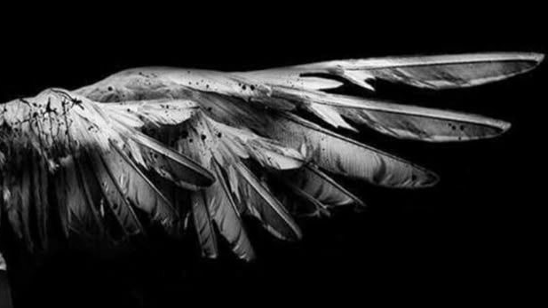 Angelicsのバナー
