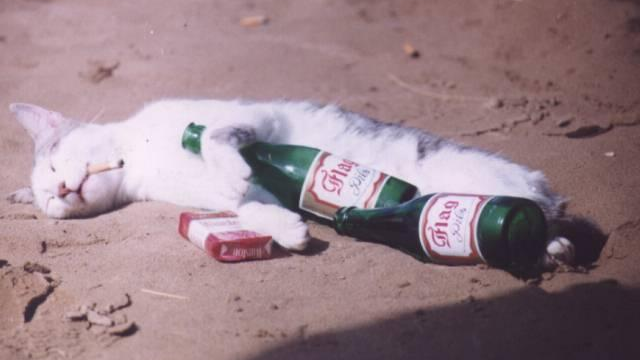 The day drinking club