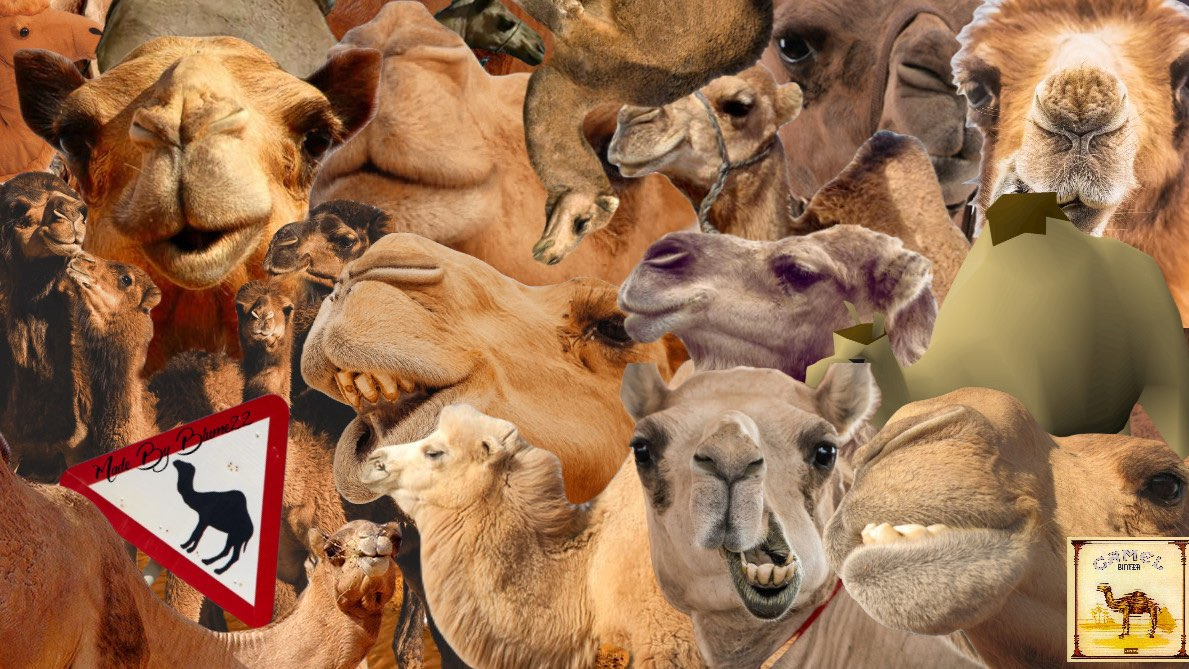 Binter Camel Selling Group