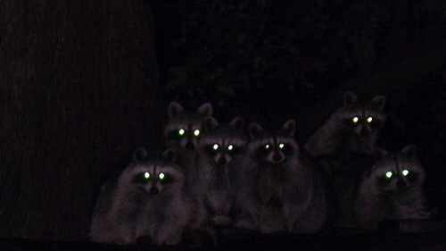 NightRainCrew