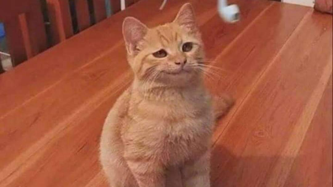 Smug cats