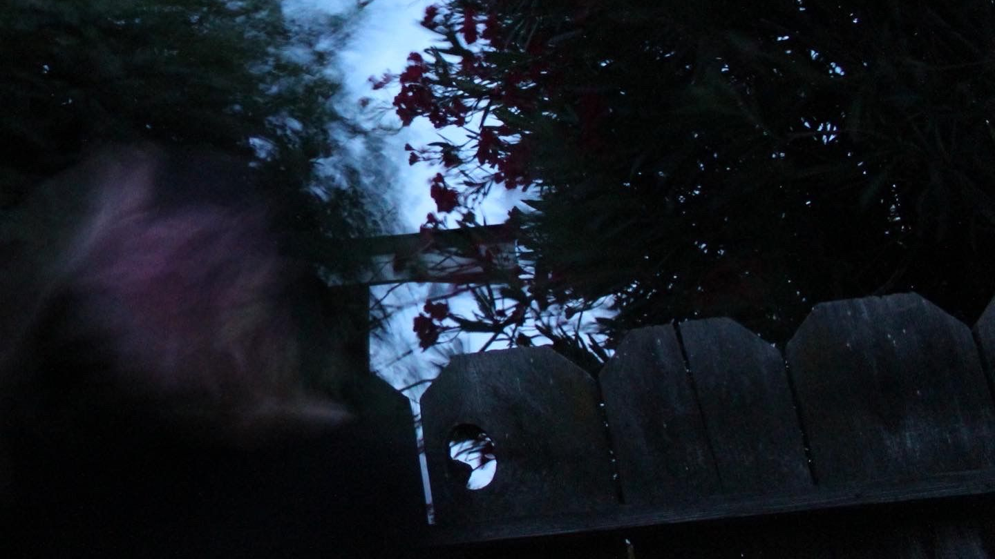 autumndropsdead