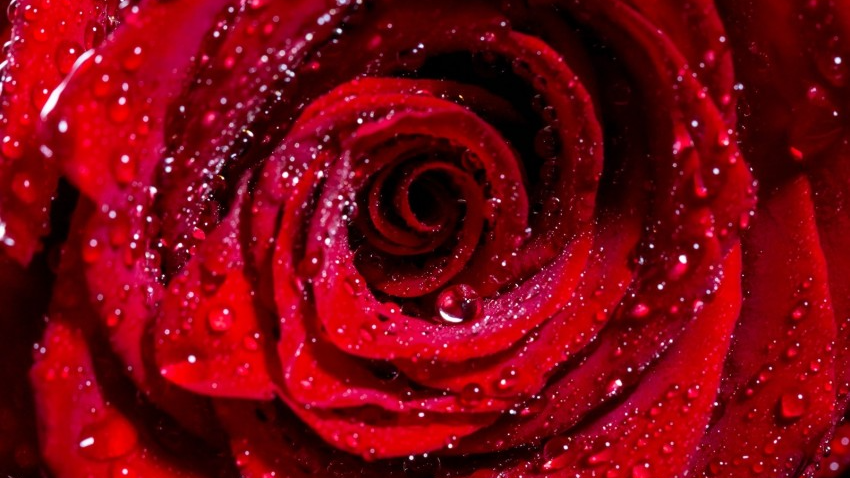 Roses Scentのバナー