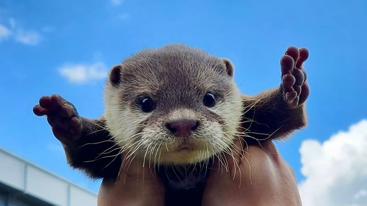 Silly otters clubのバナー