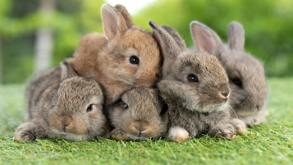 Funny bunniesのバナー