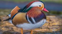 DuckArmy