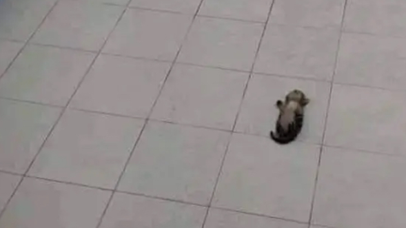wiggle worm club