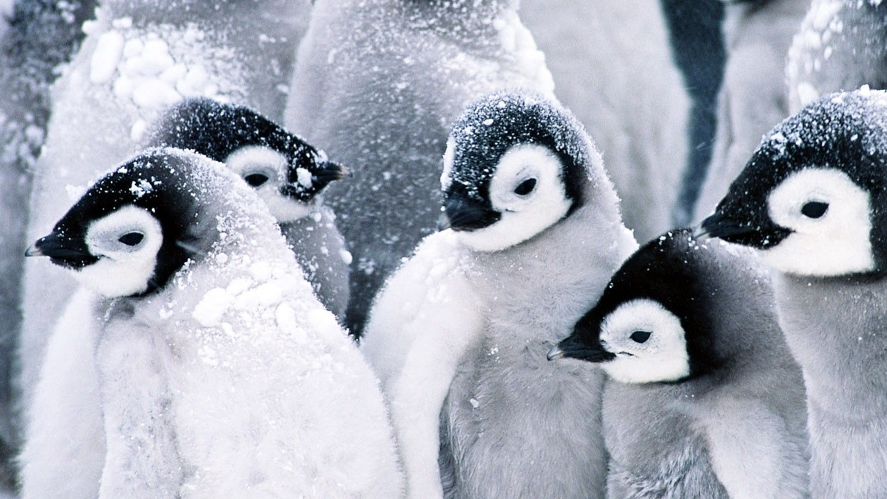 Pingu