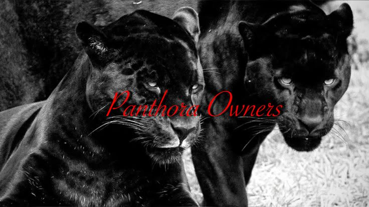 Panthora Owners