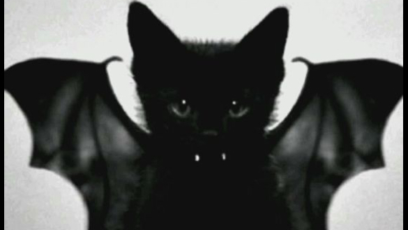 KitKatz Batz