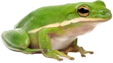 raiders of the frogのバナー
