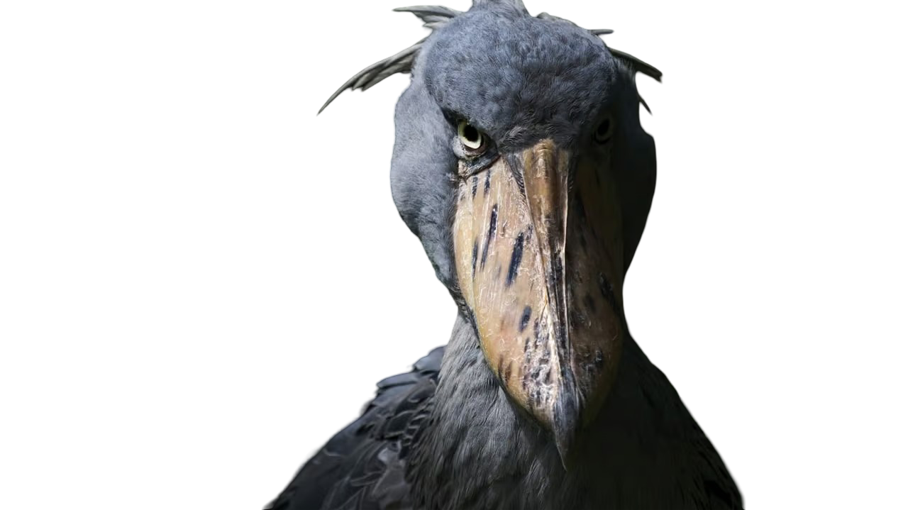 Uh Oh Birdのバナー