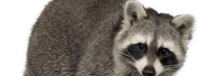 Raccoon Clubのバナー