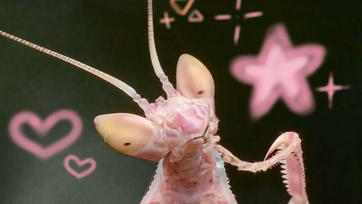 Orchid mantis Therian an otherkin