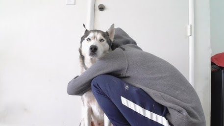 gohan the husky loverのバナー