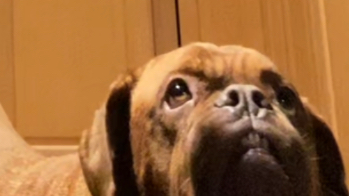 roxy
