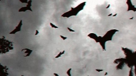 Batty's Cave