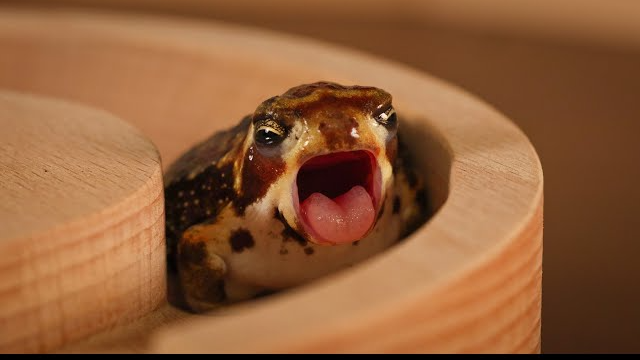 ୨୧༒POTATO FROG GANG༒୨୧のバナー