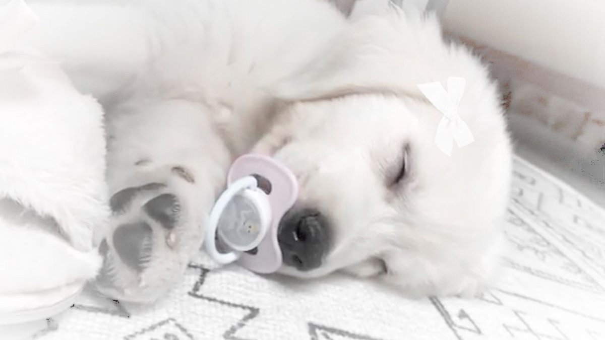 porcelain puppysのバナー