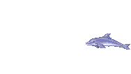 Cetacean Stationのバナー