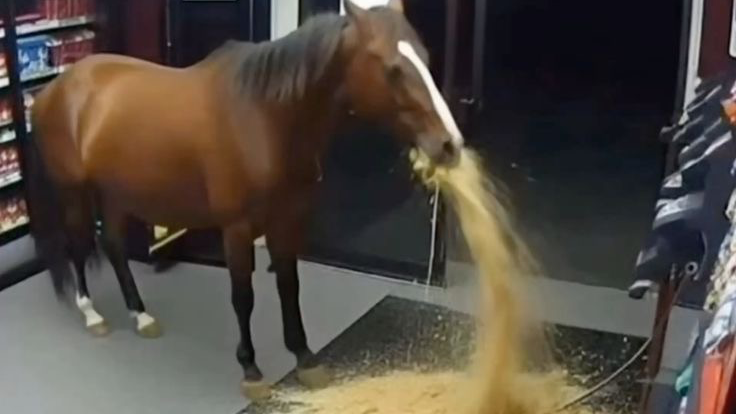 HORSEY ÆHのバナー