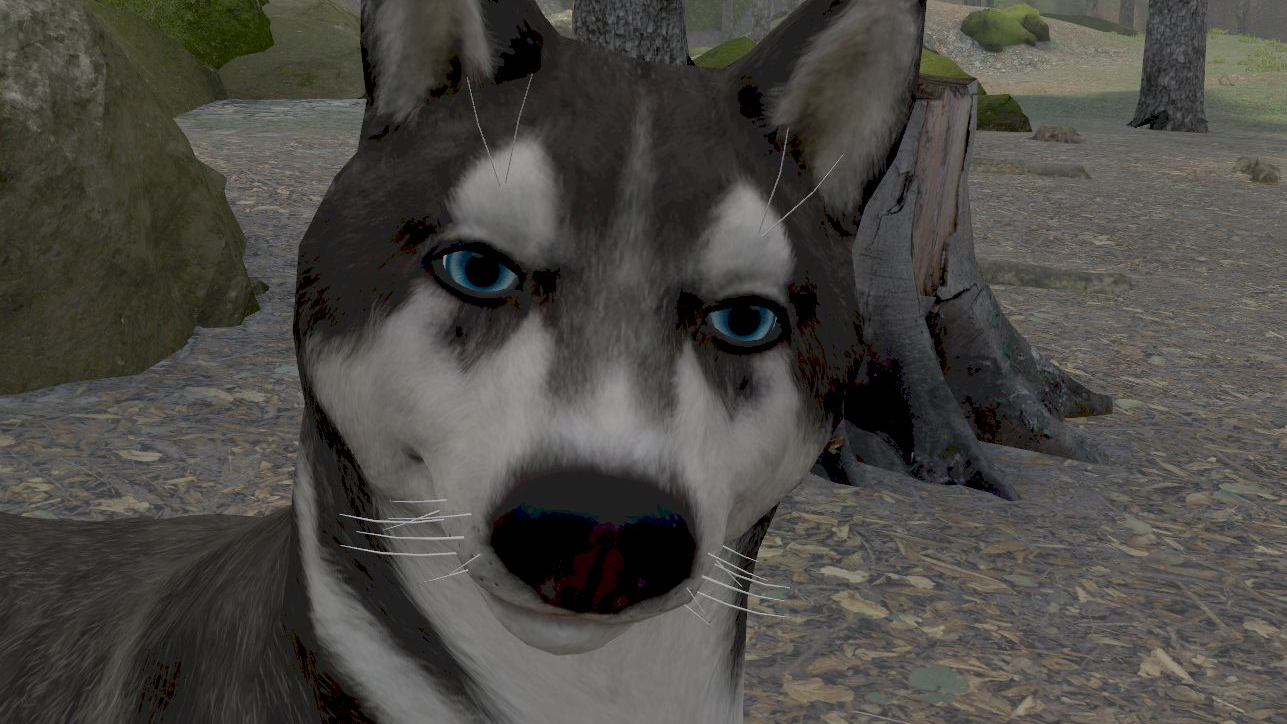 Dog Park