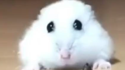 furry snugglesのバナー