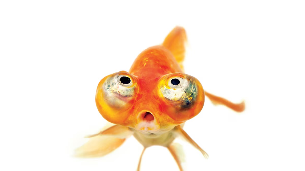 The Goldfishのバナー