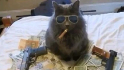 Cat Kibble Mafiaのバナー