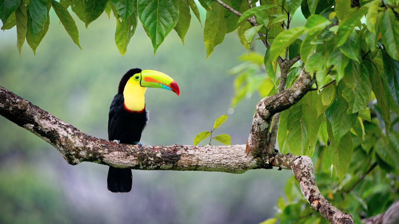 The Rainforest