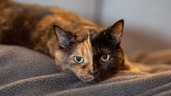 Chimera cats loverのバナー